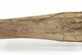 Fossil Hadrosaur (Edmontosaurus) Left Ulna - Wyoming #233787-5